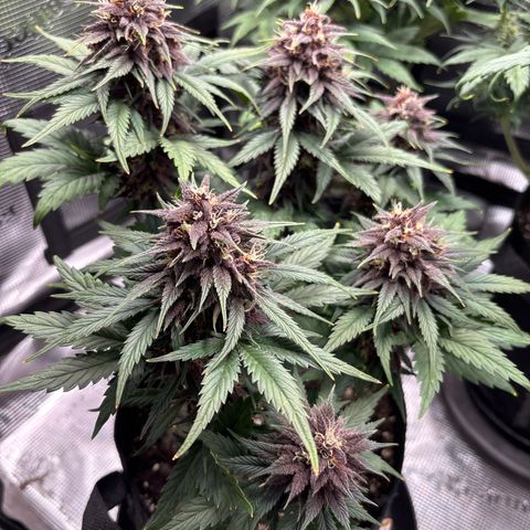 Red Poison Auto growlog timeline photo