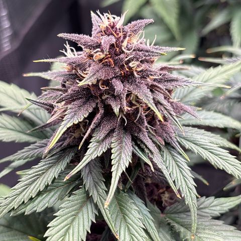 Red Poison Auto growlog timeline photo