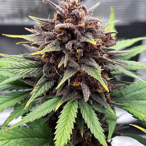 Red Poison Auto growlog timeline photo