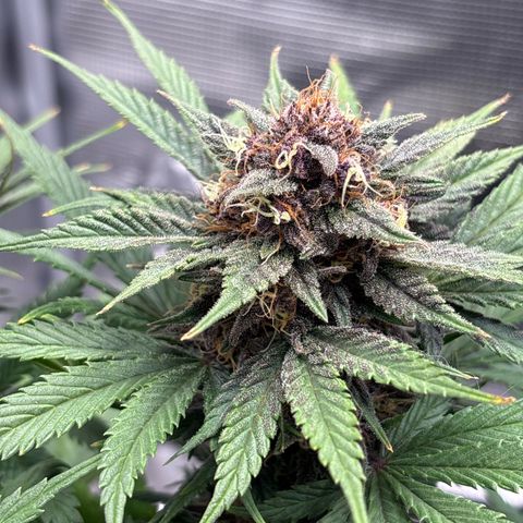 Purple Lemonade Automatic growlog timeline photo