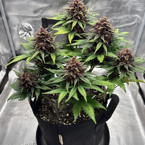 Red Poison Auto growlog timeline photo