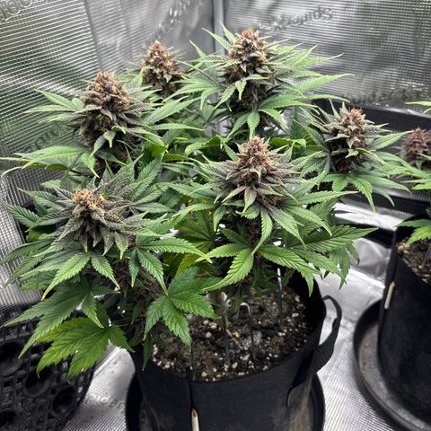 Purple Lemonade Automatic growlog timeline photo