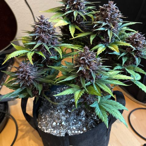Red Poison Auto growlog timeline photo