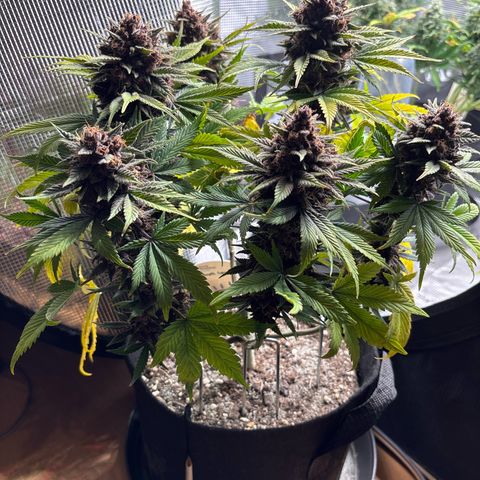 Purple Lemonade Automatic growlog timeline photo