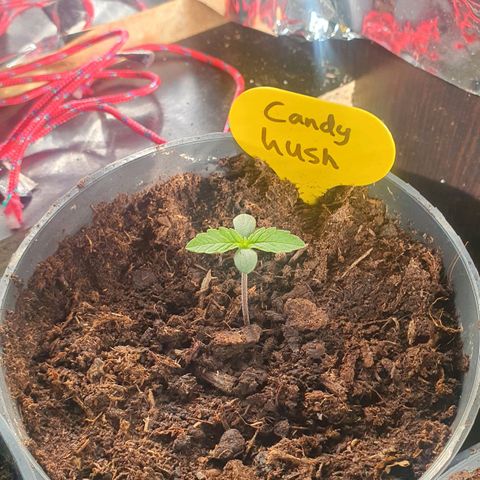 Candy Kush growlog timeline photo