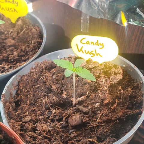 Candy Kush growlog timeline photo
