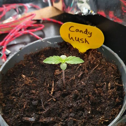 Candy Kush growlog timeline photo