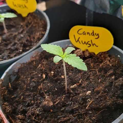 Candy Kush growlog timeline photo