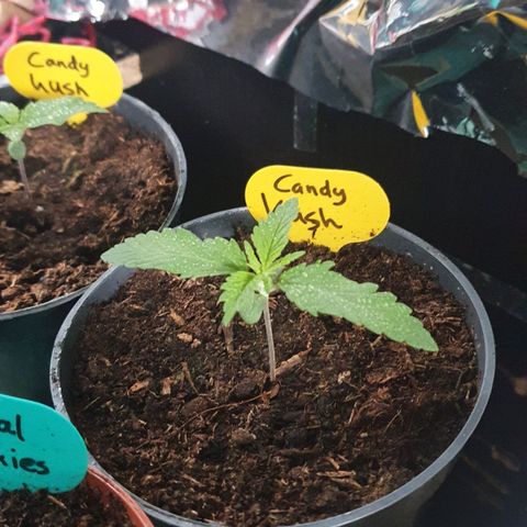 Candy Kush growlog timeline photo