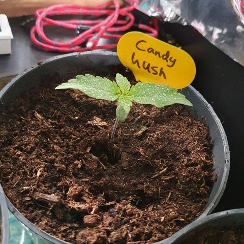 Candy Kush growlog timeline photo