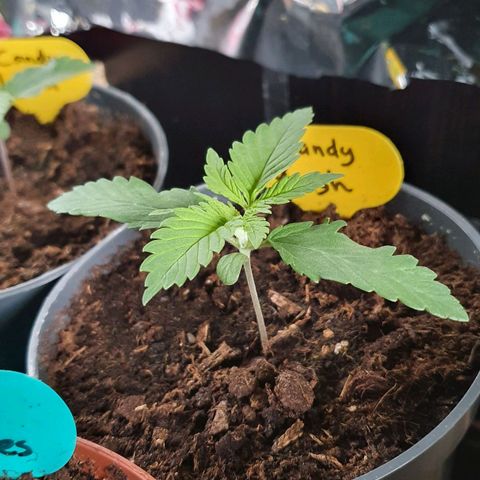 Candy Kush growlog timeline photo