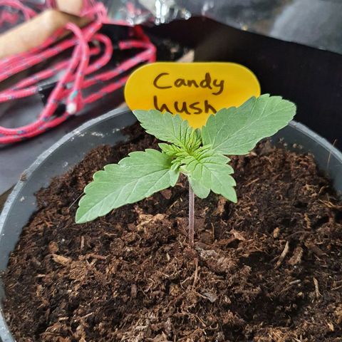 Candy Kush growlog timeline photo