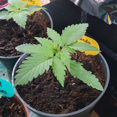 Candy Kush growlog timeline photo