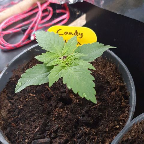 Candy Kush growlog timeline photo
