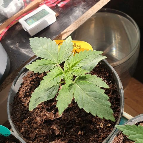 Candy Kush growlog timeline photo