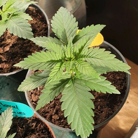 Candy Kush growlog timeline photo