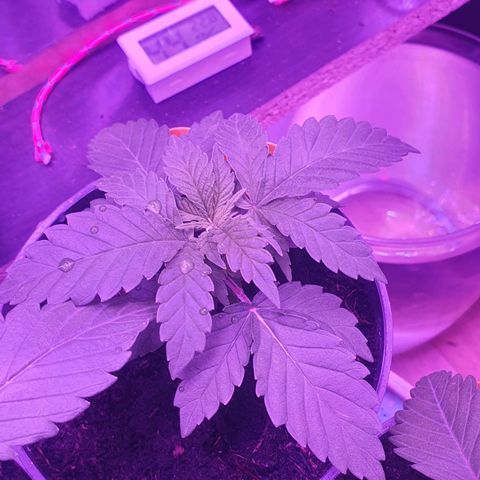 Candy Kush growlog timeline photo