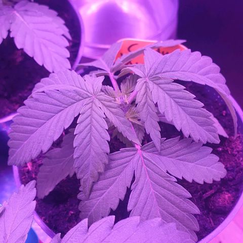 Candy Kush growlog timeline photo