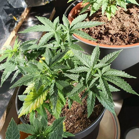 Candy Kush growlog timeline photo