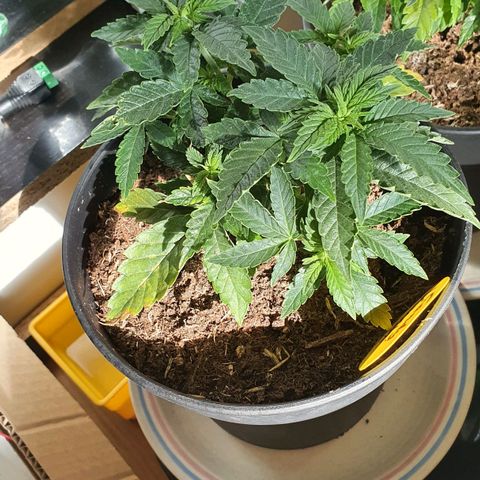 Candy Kush growlog timeline photo