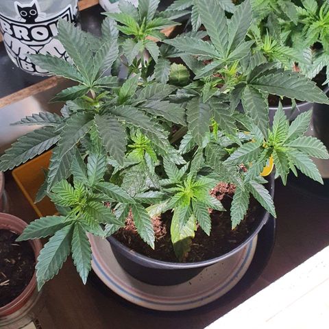 Candy Kush growlog timeline photo