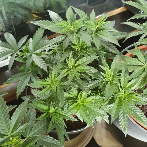 Candy Kush growlog timeline photo