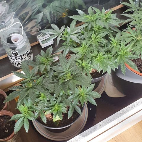 Candy Kush growlog timeline photo