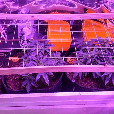 Candy Kush growlog timeline photo