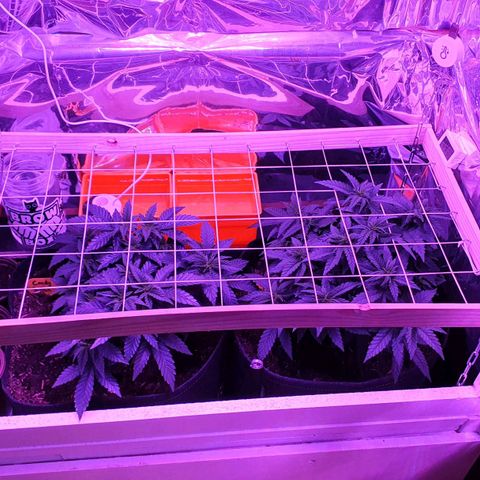 Candy Kush growlog timeline photo