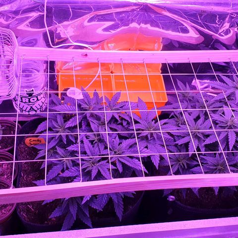 Candy Kush growlog timeline photo