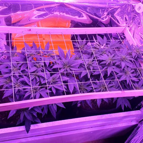 Candy Kush growlog timeline photo