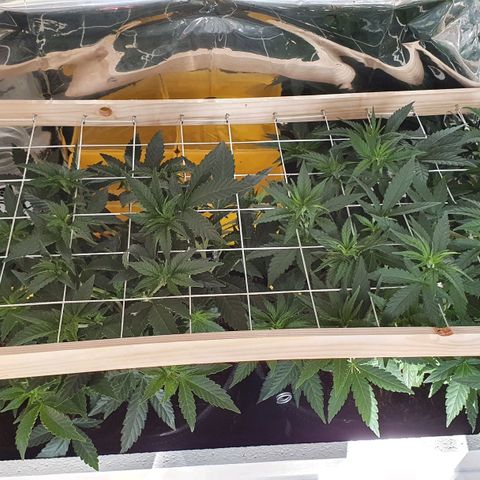 Candy Kush growlog timeline photo