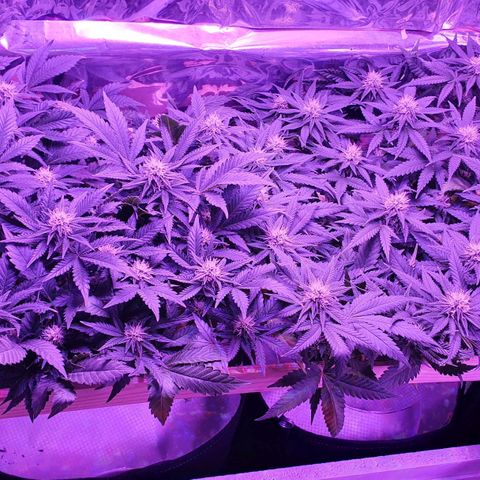 Candy Kush growlog timeline photo