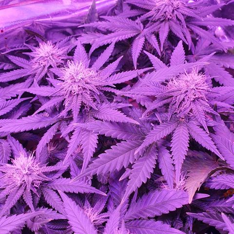 Candy Kush growlog timeline photo