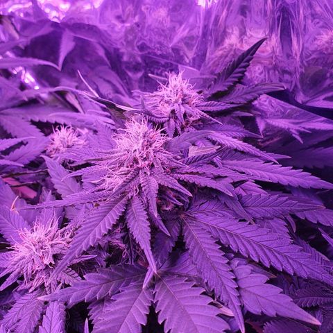 Candy Kush growlog timeline photo
