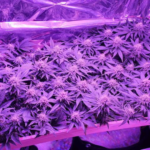Candy Kush growlog timeline photo