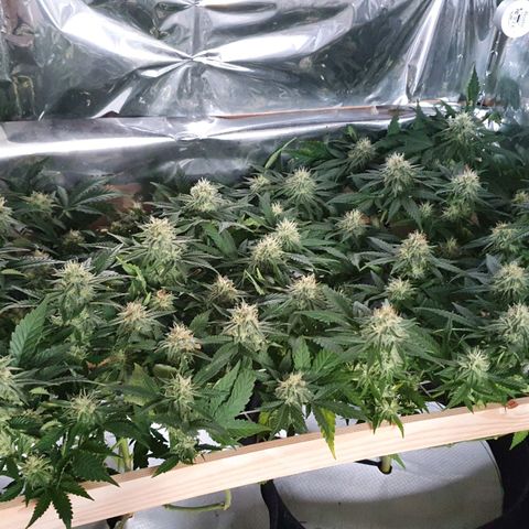 Candy Kush growlog timeline photo