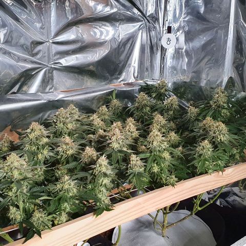 Candy Kush growlog timeline photo