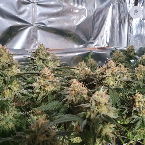 Candy Kush growlog timeline photo