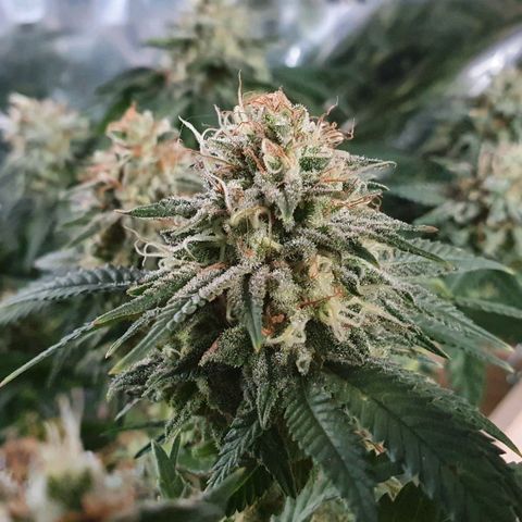 Candy Kush growlog timeline photo