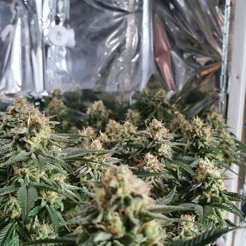 Candy Kush growlog timeline photo