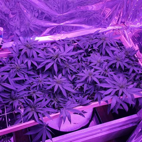 Green Gelato  growlog timeline photo