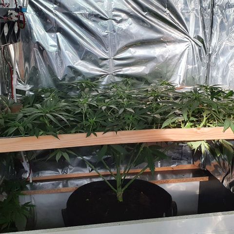 Green Gelato  growlog timeline photo