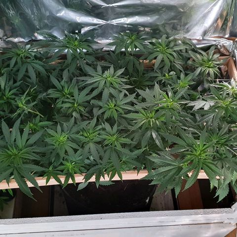 Green Gelato  growlog timeline photo