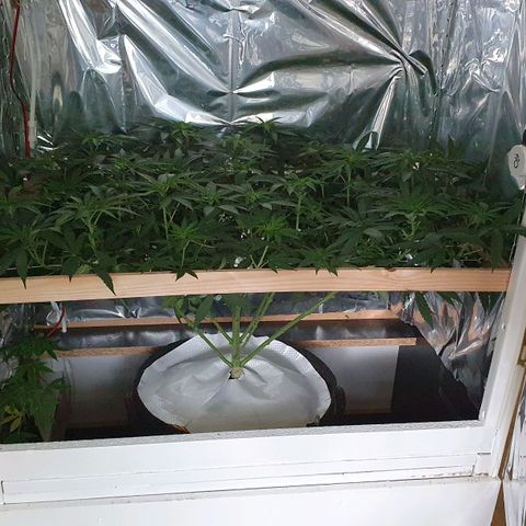 Green Gelato  growlog timeline photo