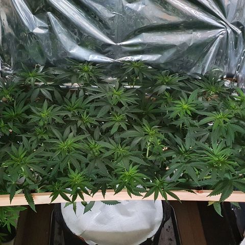 Green Gelato  growlog timeline photo