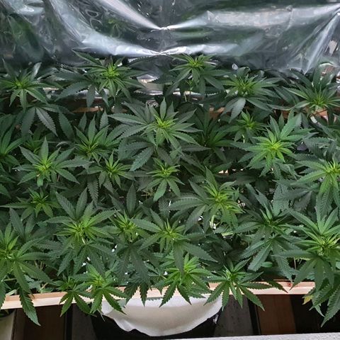 Green Gelato  growlog timeline photo