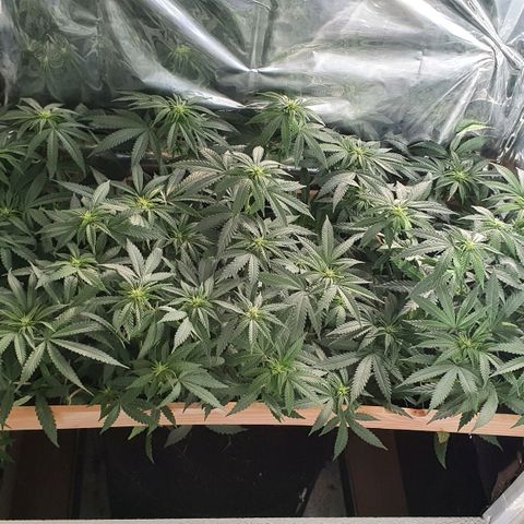 Green Gelato  growlog timeline photo