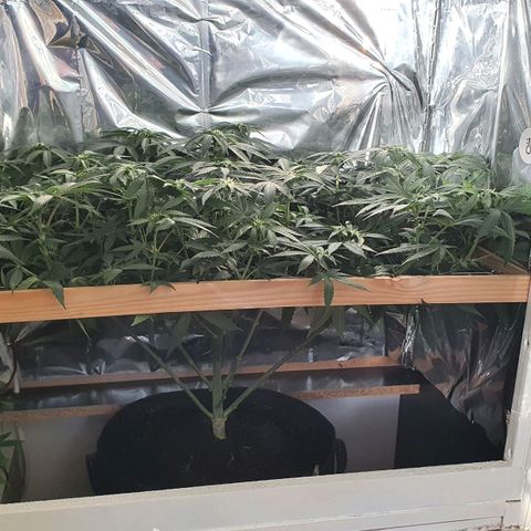 Green Gelato  growlog timeline photo