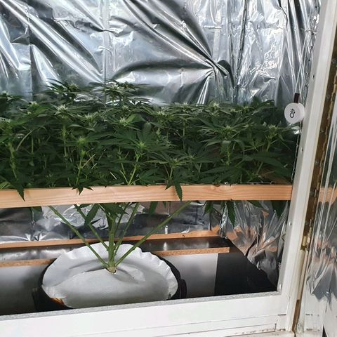 Green Gelato  growlog timeline photo